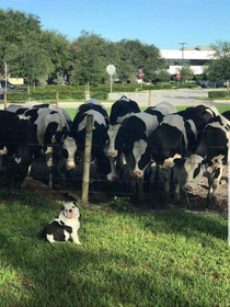 Undercover Agent Doggo has been spotted by the Cow-cartel