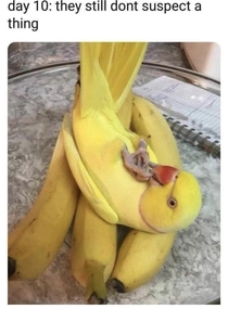 Undercover banana birb