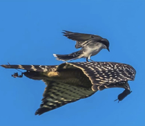 Unemployed hawk makes ends meet by working GrubHub and Uber at the same time