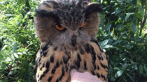Unenthusiastic Owl