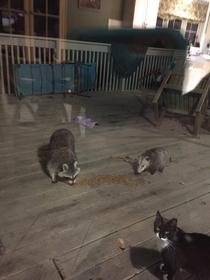 Unexpected visitors partaking of the cat food we put out for the strays