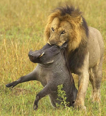 Unfortunately Lion King has been cancelled due to some conflict with the actors