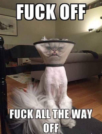 Unhappy puss