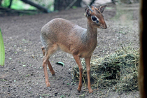 Unsolicited dik pik