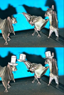 Upside down bats look fancy