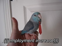 Upvote in  seconds and the employment parrot will make all your career dreams come true