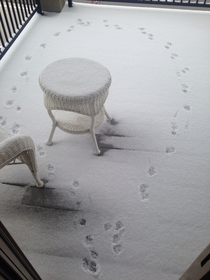 Usually my dog likes to chill on the porch This is the path he made this morning after he realized how cold and snowy it was