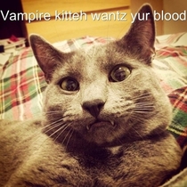 Vampire kitteh