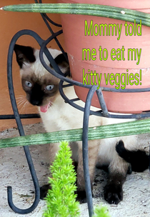 Veggie time for kitty