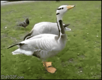 Very Happy Duck