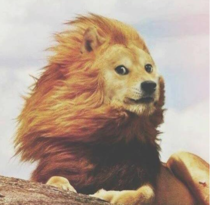 Very Lion So rawr