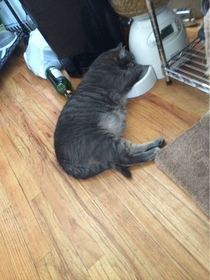 Vet said my cat needs to lose weight so we got an automatic feeder This is how he sleeps now X-post rcats