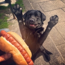 Vicious dog attacks one of his own