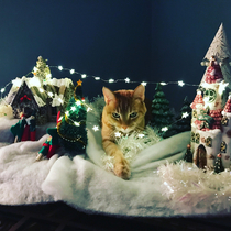 Villagers flee as Christmas cat destroys the village