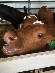 Visited a dairy farm today and this little lady struck a pose for the camera