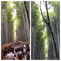 Visiting the bamboo forest in Kyoto Japan