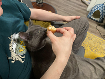 Walked into the living room to find my partner feeding the cat donuts 