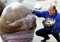 Walrus embarrassed by fish birthday cake