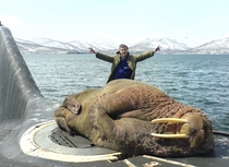 WALRUS ON A SUBMARINE