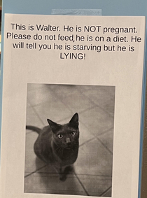 Walter is not pregnant