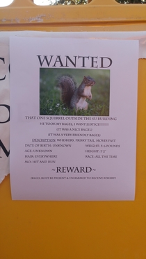 Wanted Squirrel