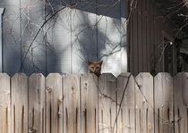 Was just cleaning up my yard today and I caught this creeper looking at me