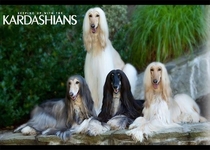 Was looking at pictures of Afghan Hounds and cant unsee