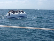 Was out sailing and found Seal Team 