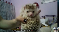Was skyping with the gf when the Hedgehog saluted me