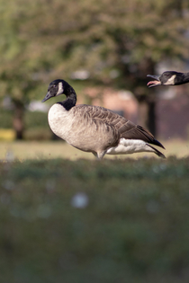 Was talking pictures of ducks and geese yesterday saw a goose screaming at its partner