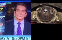 Was watching the news and noticied that one of the newscasters looks like a turtle
