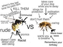 Wasp vs Bee