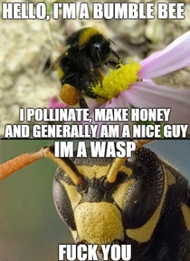 Wasps are total dicks