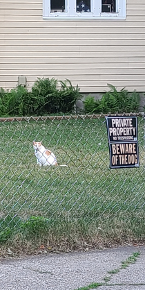 Watch out for the dog