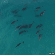 Watching dolphins swim in packs