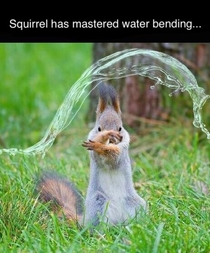 Water tribe squirrel