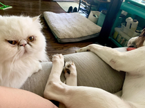 We adopted a dog a few weeks ago and the cat is finally ready to hate him up close