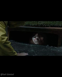 We all meow down here