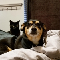 We are watching our friends doggo the cat is not amused and the doggo knows it