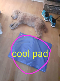 We bought our doggo a cool mat as she seems hot and flustered during this heatwave