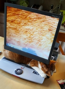 We brought in this microscope earlier and my cat decided to sit down on it