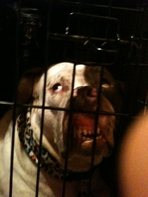 We crated our dog for a bit This is her face when we turned the light on