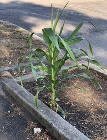 We fed some hungry geese in this busy parking lot six weeks ago And found this corn stalk yesterday