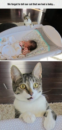We forgot to tell our cat that we had a baby