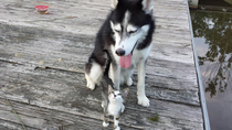 We found a stray cat while fishing She and my dog fell in love immediately