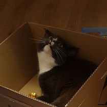 We gave our cat a box and a butterfly toy