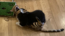 We got a corgi pup and she likes to tackle the cat