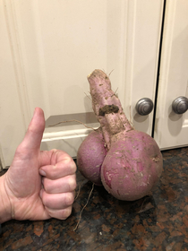 We grew an interesting sweet potato