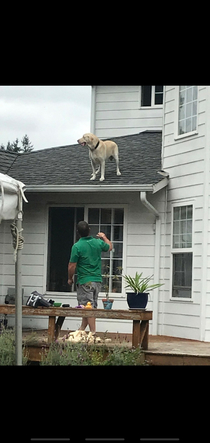 We had a family bbq last summer and Joey got locked in the house He escaped through the window upstairs to participate