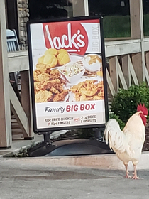 We have a rooster in our town that hangs out in front a place that sells fried chicken
